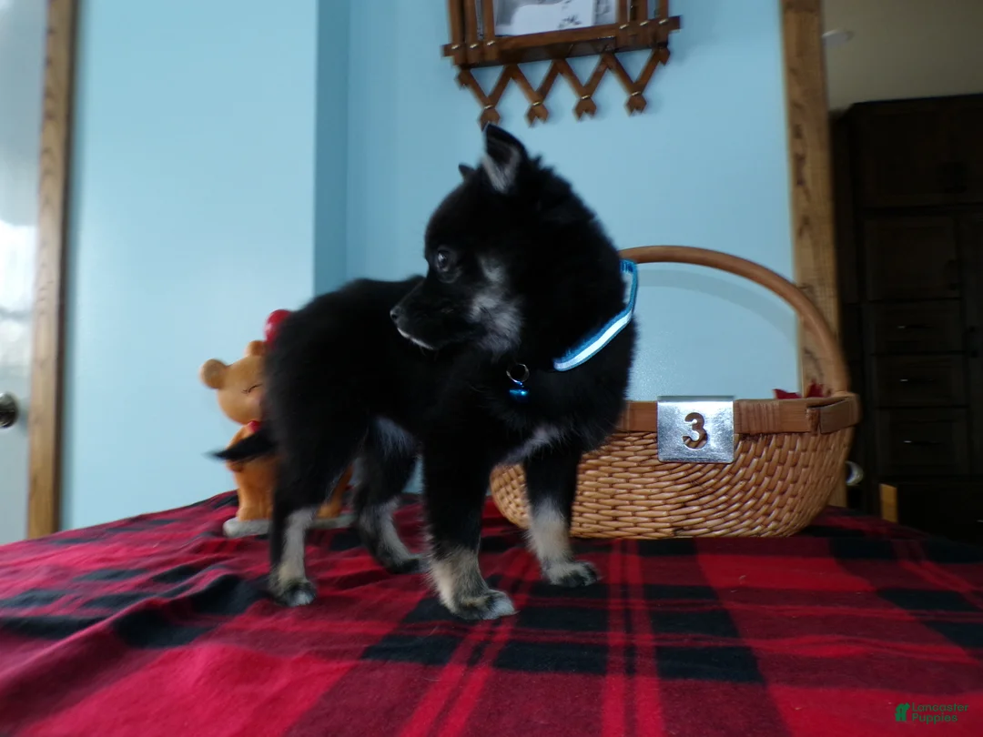 Alaskan Klee Kai dogs for sale: Alaskan Klee Kai Puppy 3 Bethany - Ad 3