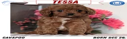 Cavapoo dogs for sale: Tessa - Ad 1