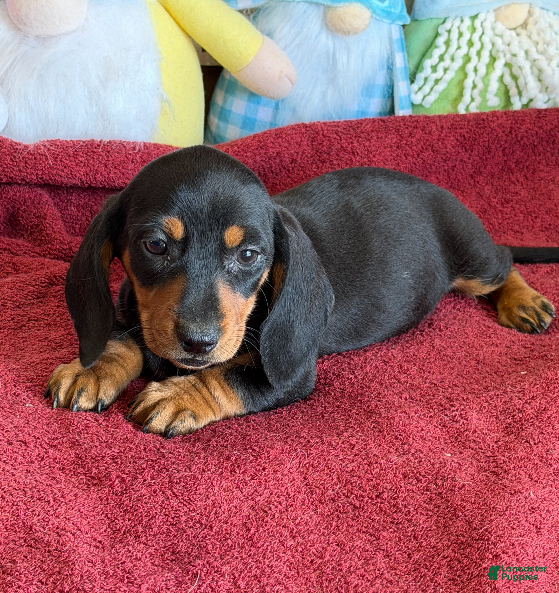 Miniature Dachshund dogs for sale: Zipper - Ad 2