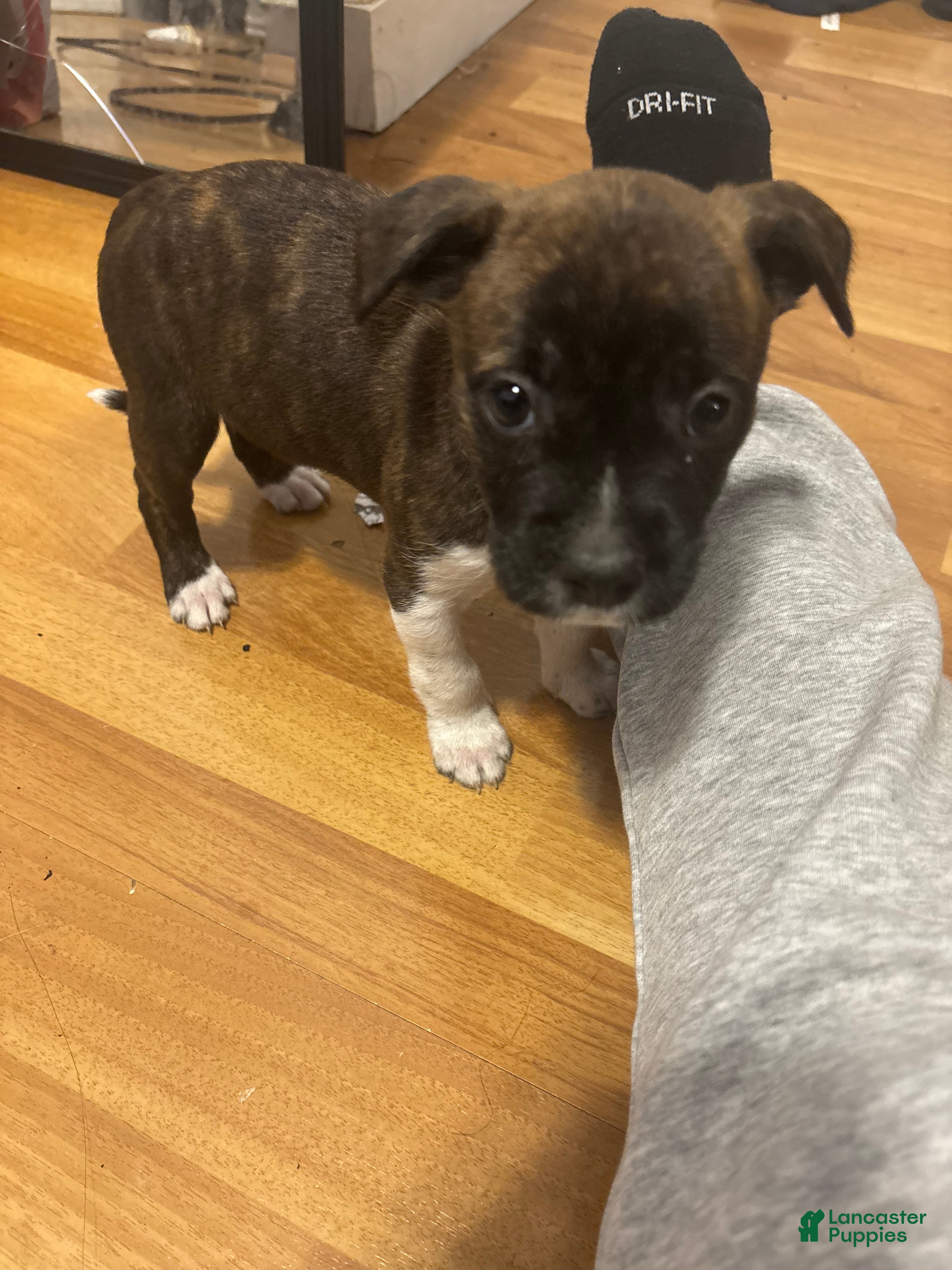 Mixed Breed dogs Mixed Breed Puppy 1 - Ad 27
