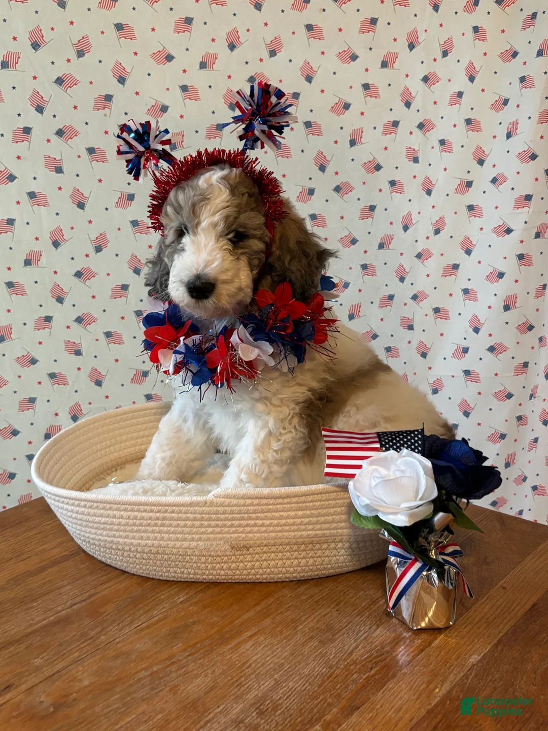 Bernedoodle dogs for sale: Cookie - Ad 2