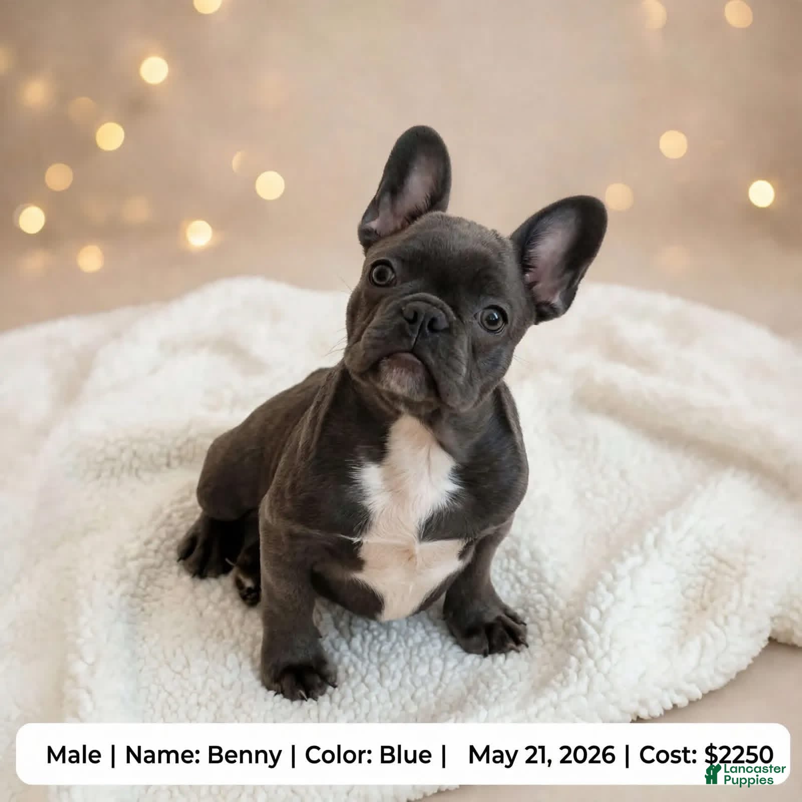 French Bulldog dogs Benny - Ad 1