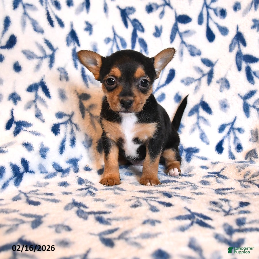 Mixed Breed dogs Boo - Ad 1