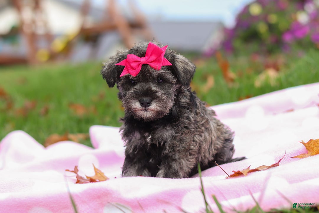 Miniature Schnauzer dogs for sale: Charity - Ad 1