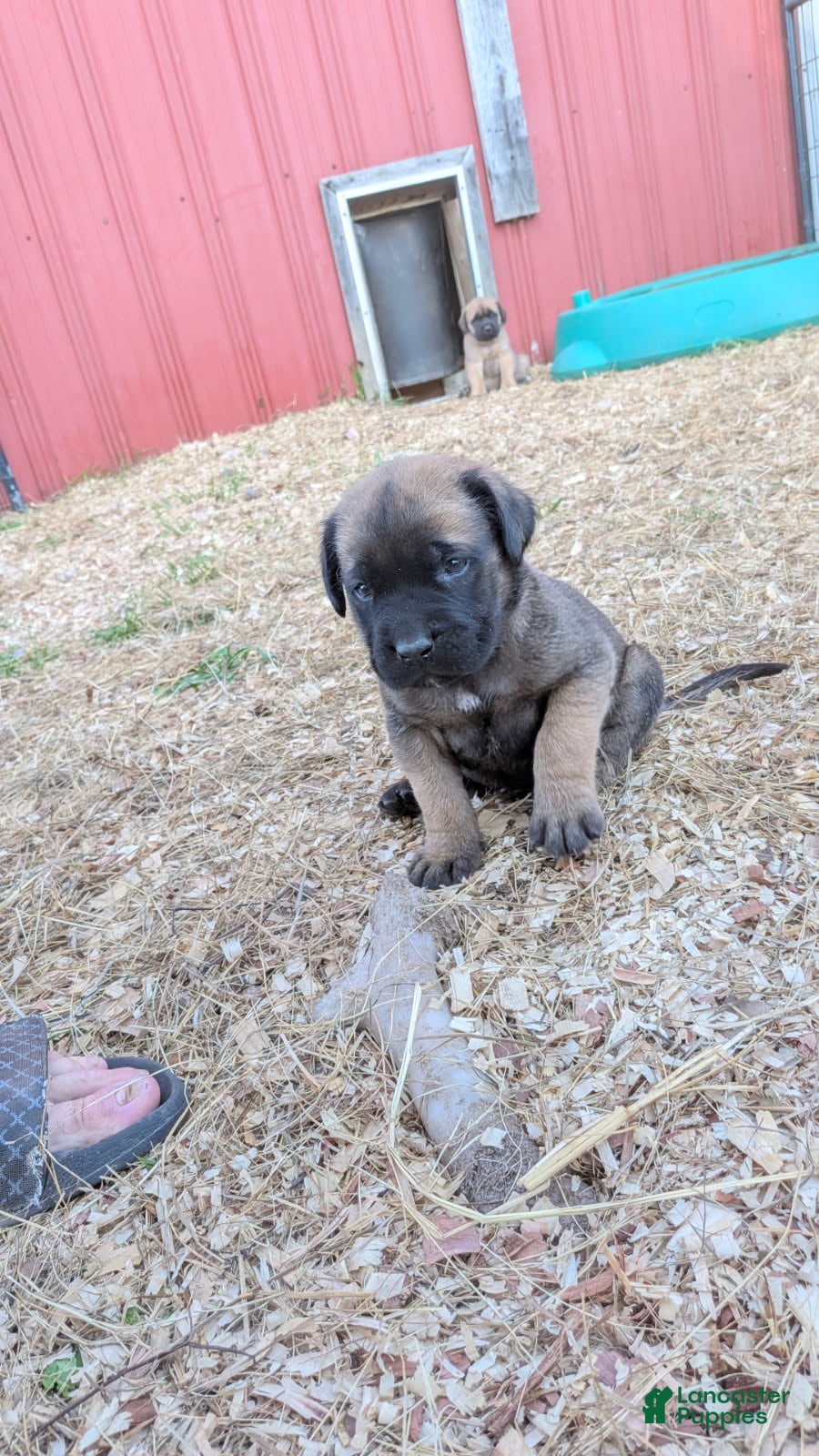 English Mastiff dogs Green Collar Male - Ad 2
