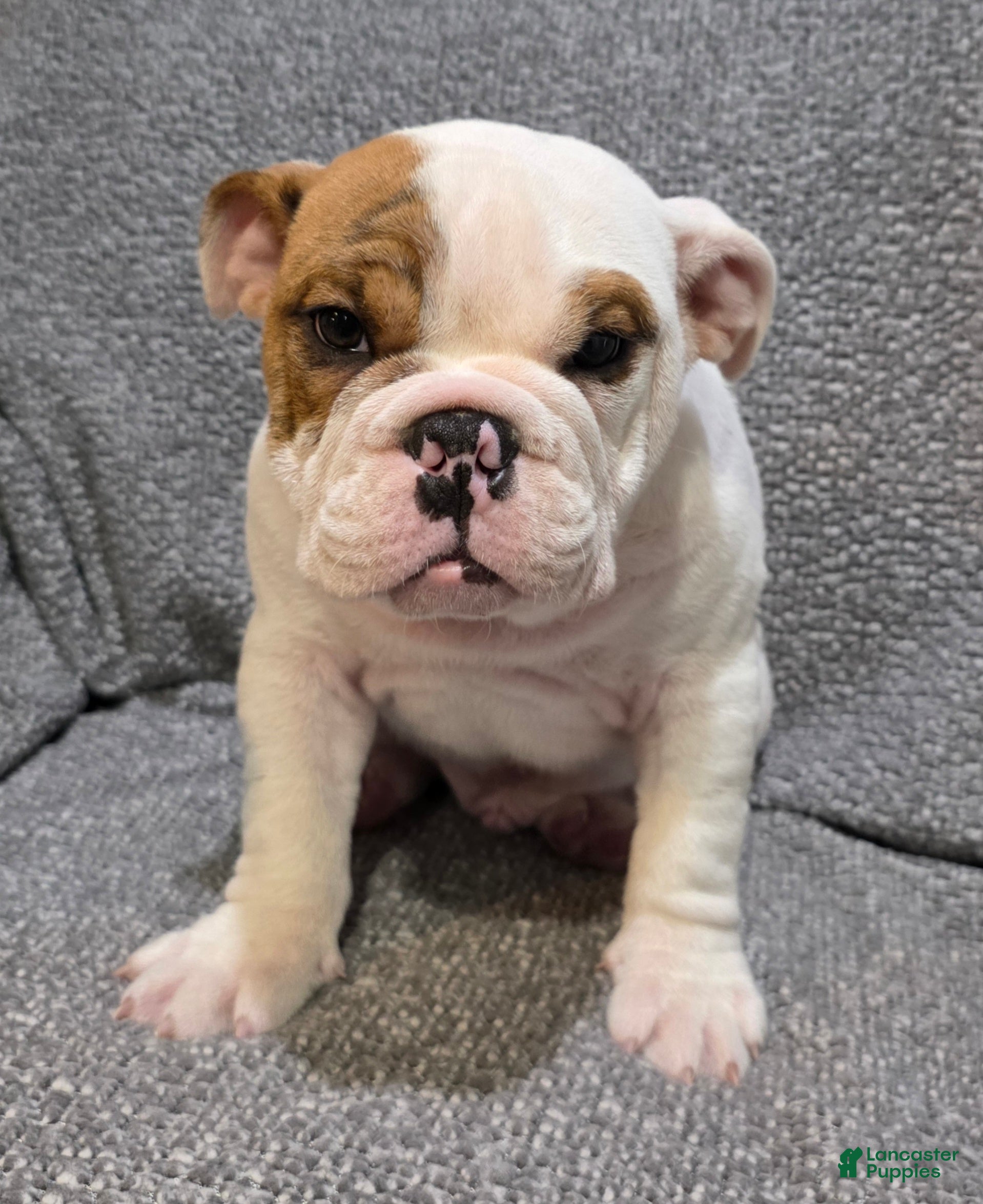 English Bulldog dogs Allen - Ad 1