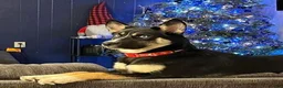 Mixed Breed dogs for sale: Raph - Ad 2