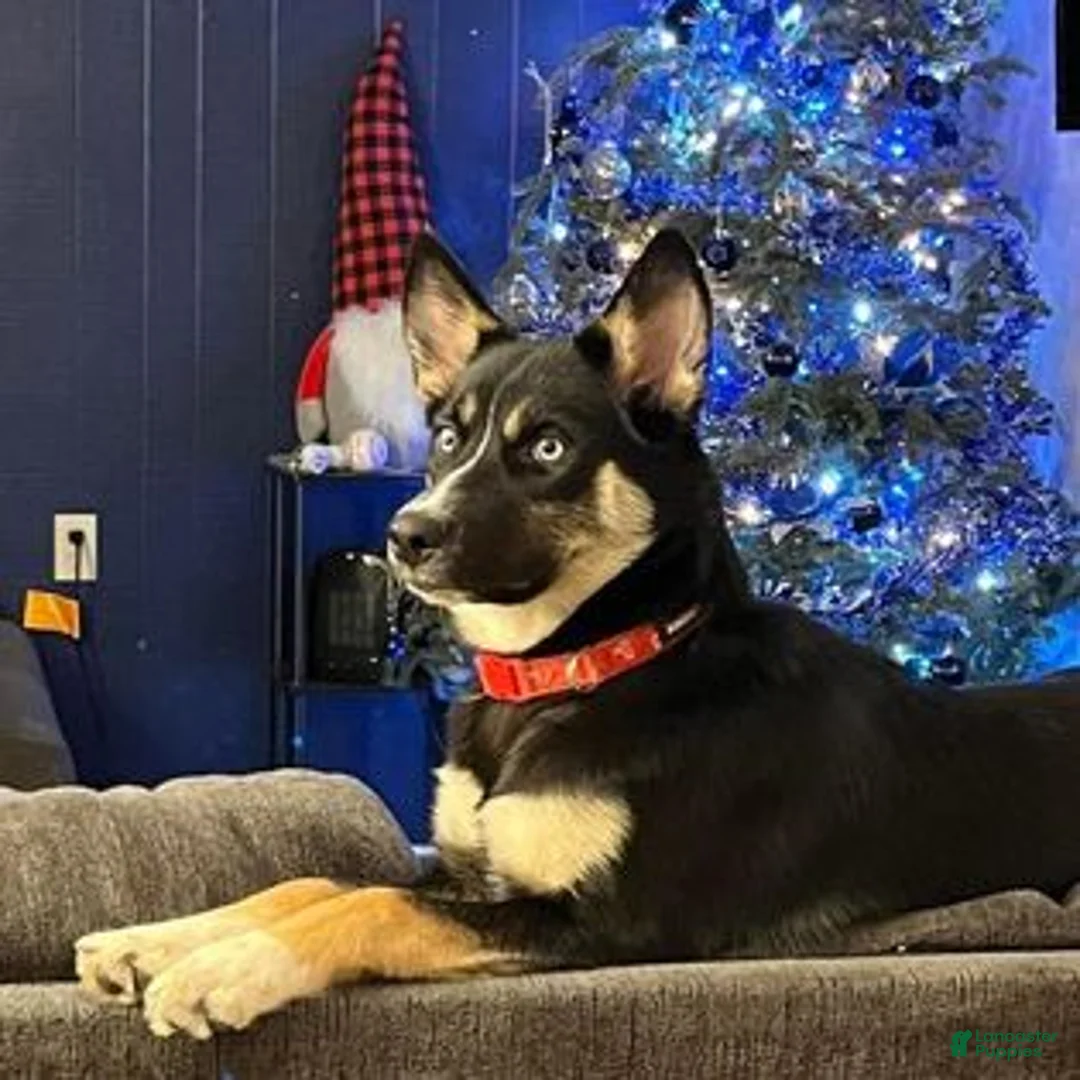 Mixed Breed dogs for sale: Raph - Ad 2