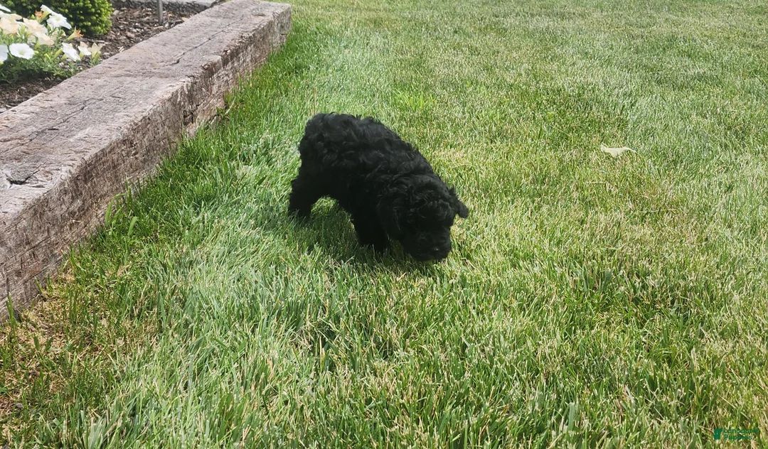 Mini Goldendoodle dogs for sale: Kelsey  - Ad 1