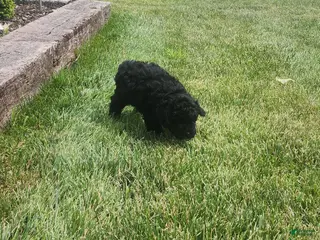 Mini Goldendoodle dogs Kelsey - Ad 16