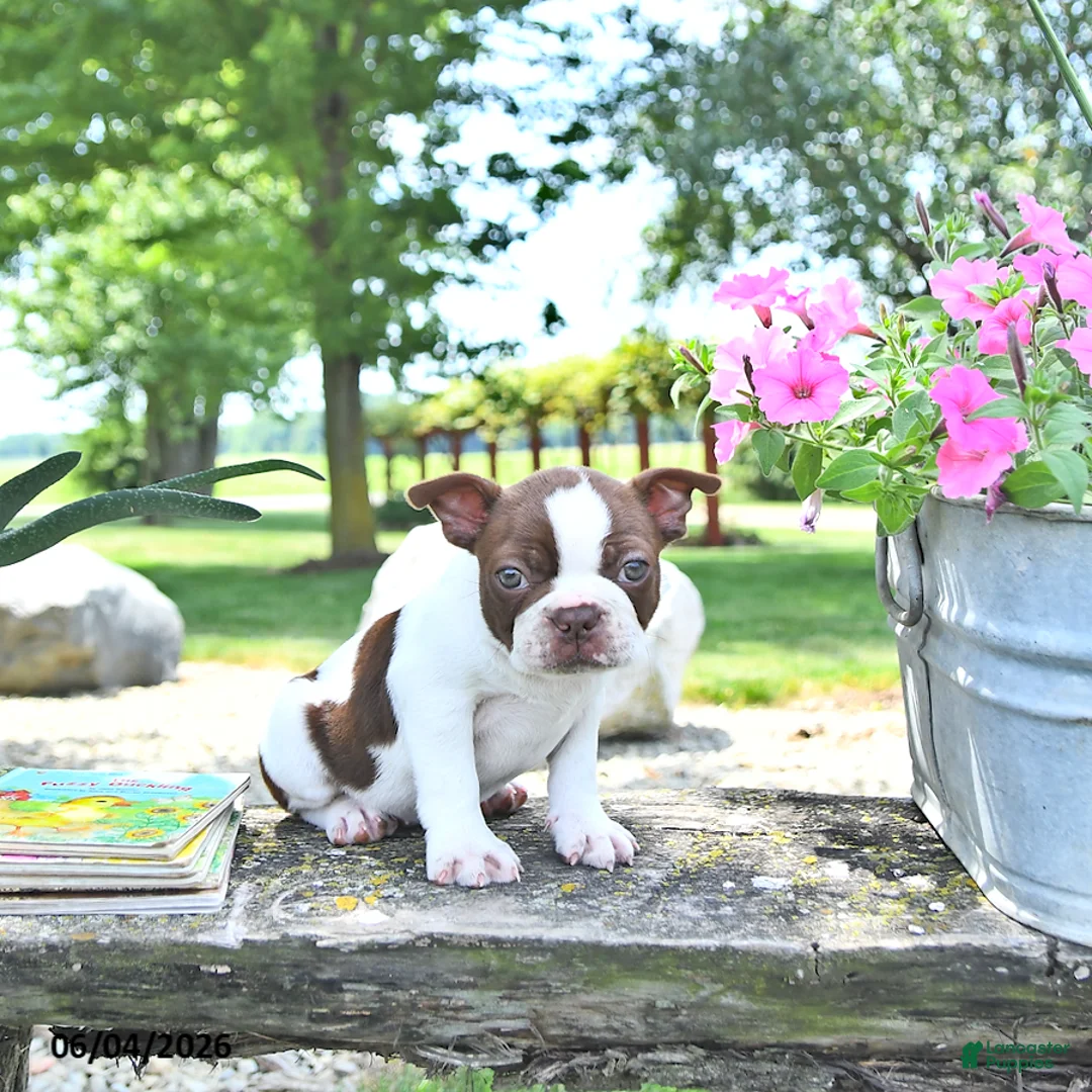 Boston Terrier dogs for sale: Kallie - Ad 1