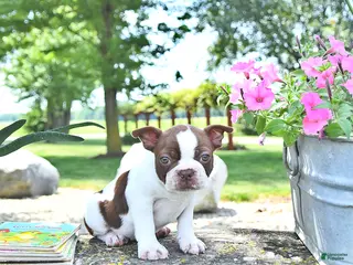 Boston Terrier dogs for sale: Kallie - Ad 4