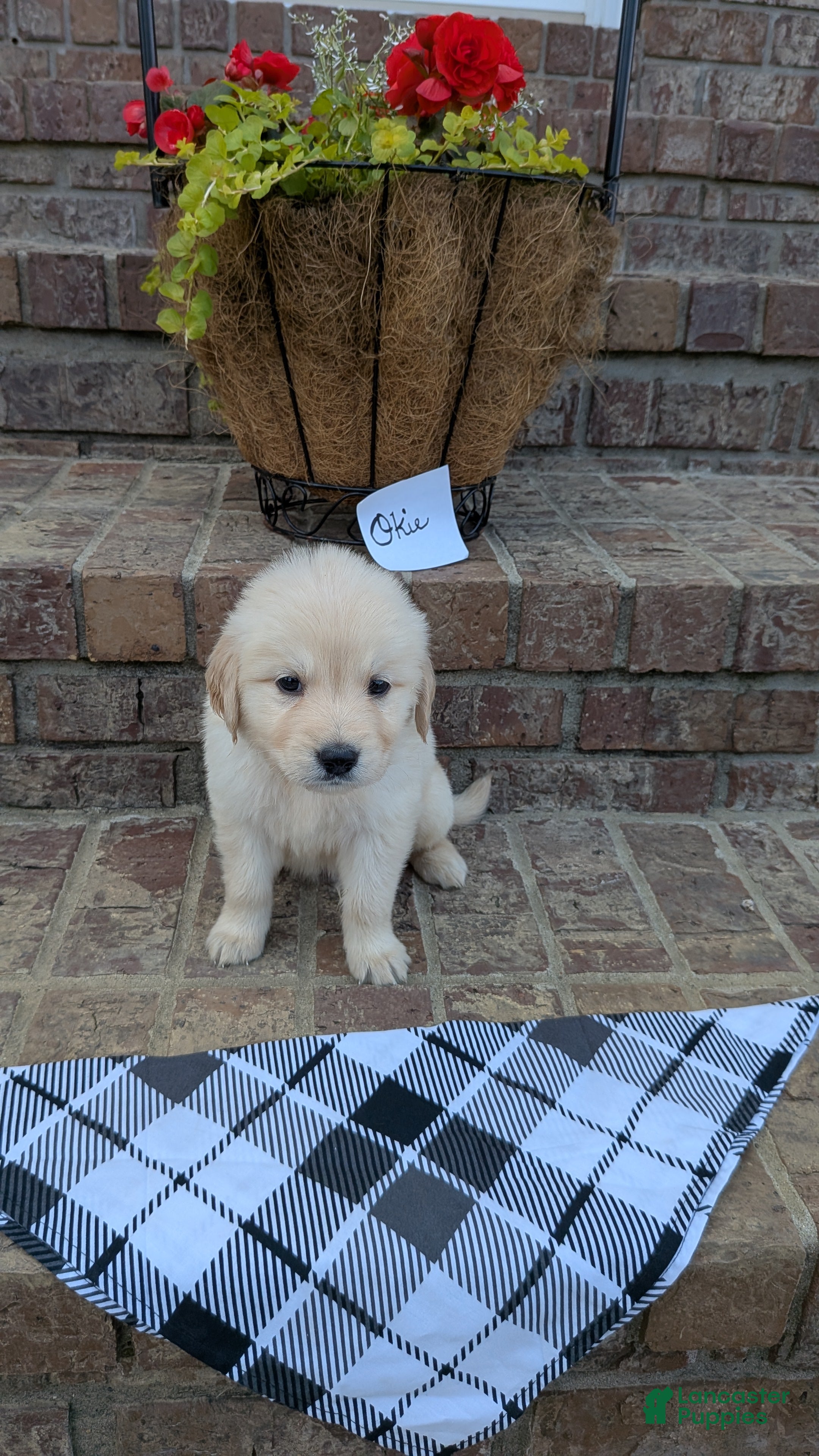 Golden Retriever dogs Okie, AKC - Ad 1