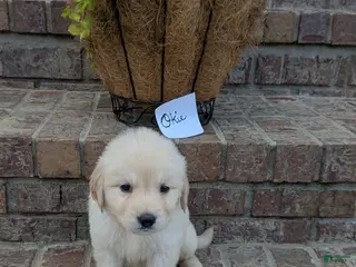 Golden Retriever dogs for sale: Okie, AKC - Ad 2