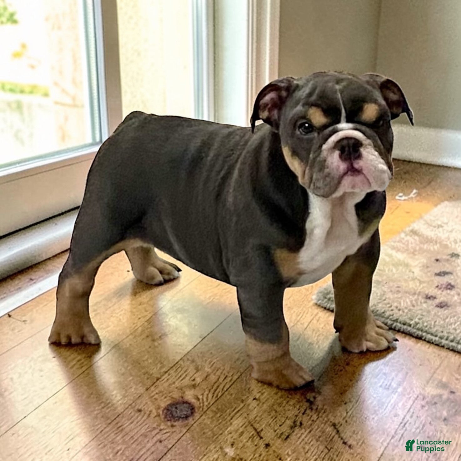 English Bulldog dogs Blue Beauty - Ad 1