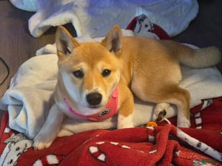 Shiba Inu dogs Shiba Inu Puppy 1 - Ad 17