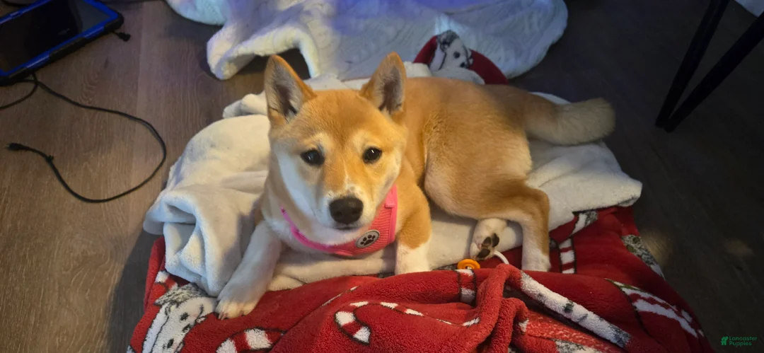 Shiba Inu dogs for sale: Shiba Inu Puppy 1 - Ad 1