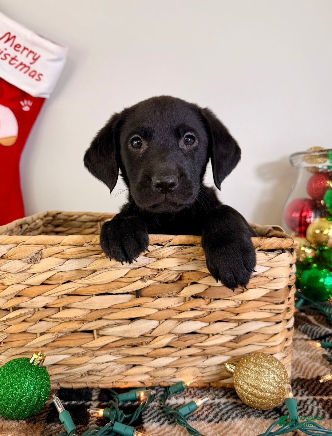 Labrador Retriever dogs for sale: Leonard - Ad 4