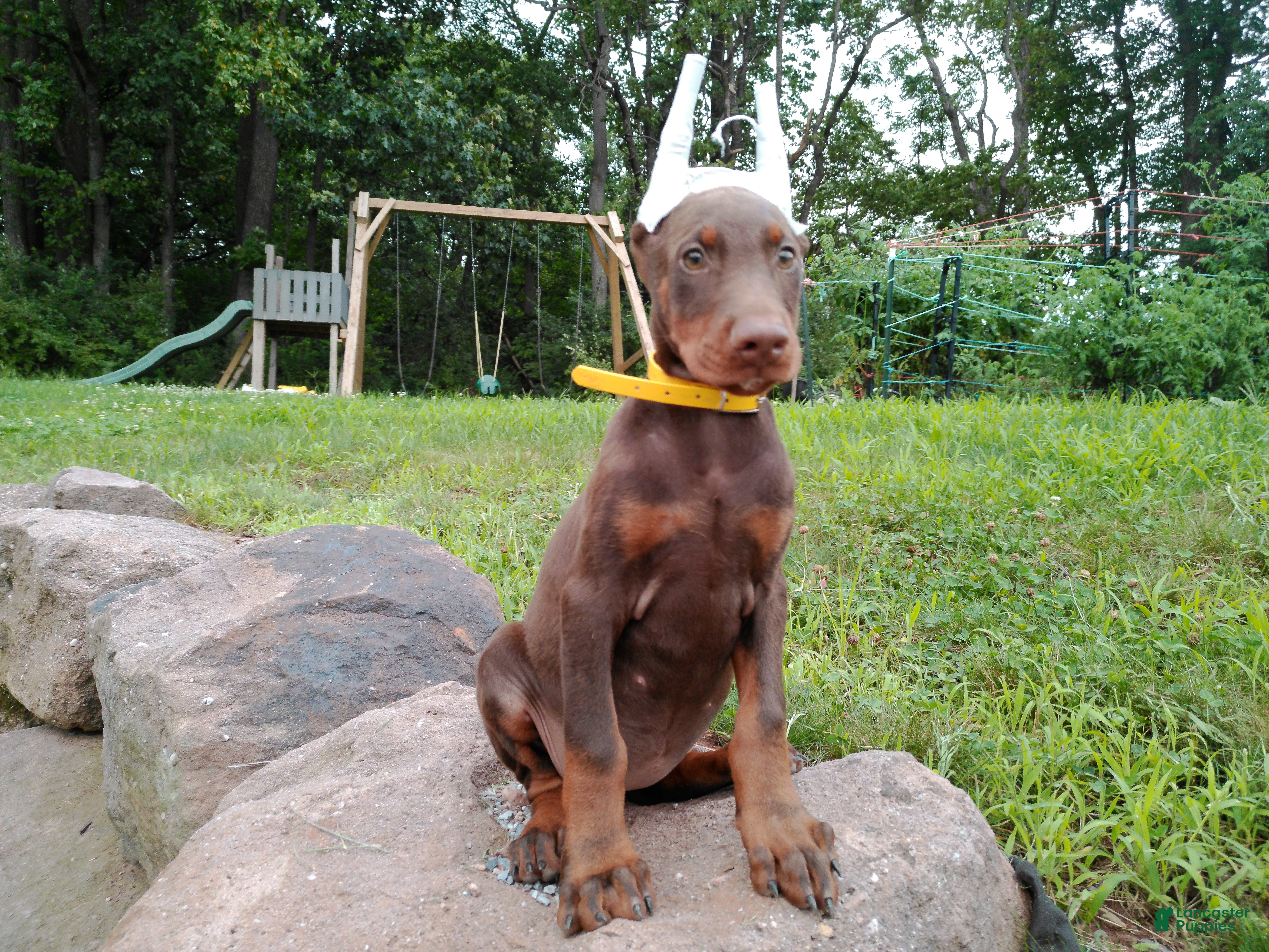 Doberman Pinscher dogs Doberman Pinscher 3 - Ad 1