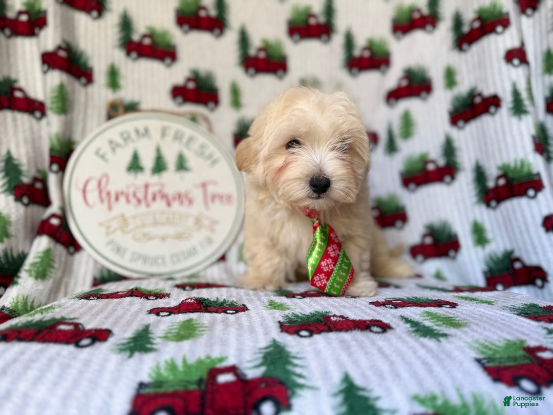 Maltipoo dogs for sale: Jingle - Ad 8