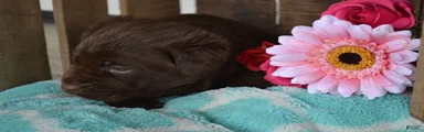 Lilla