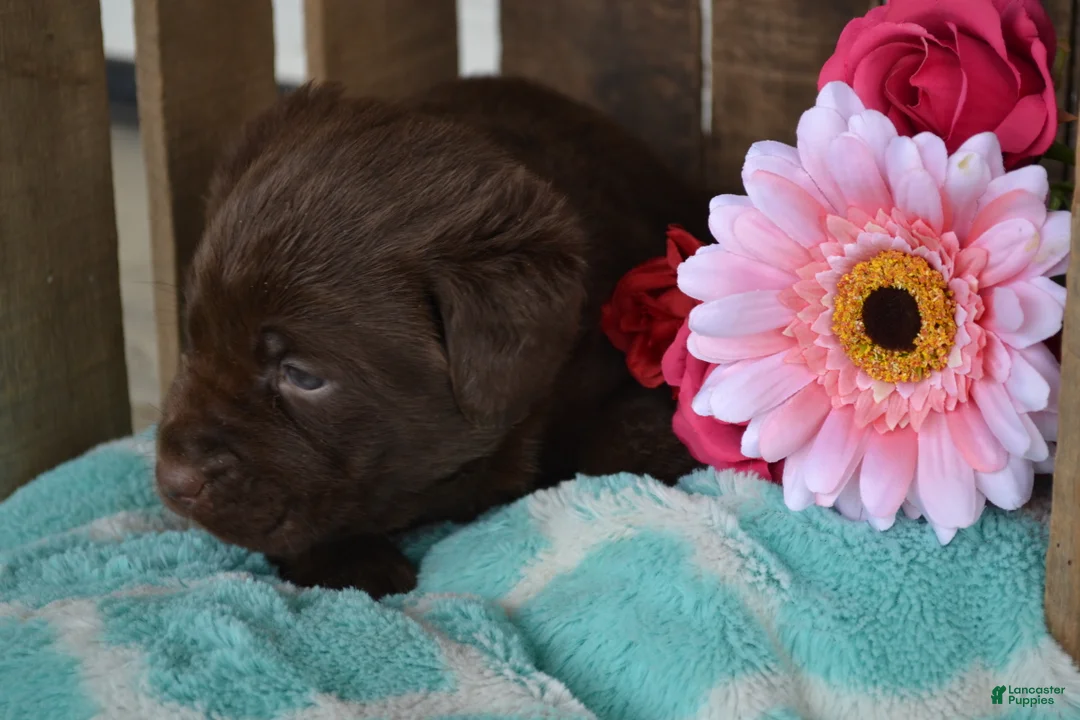 Labrador Retriever dogs for sale: Lilla - Ad 1