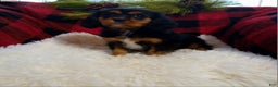 Cavalier King Charles Spaniel dogs for sale: Titan - Ad 7