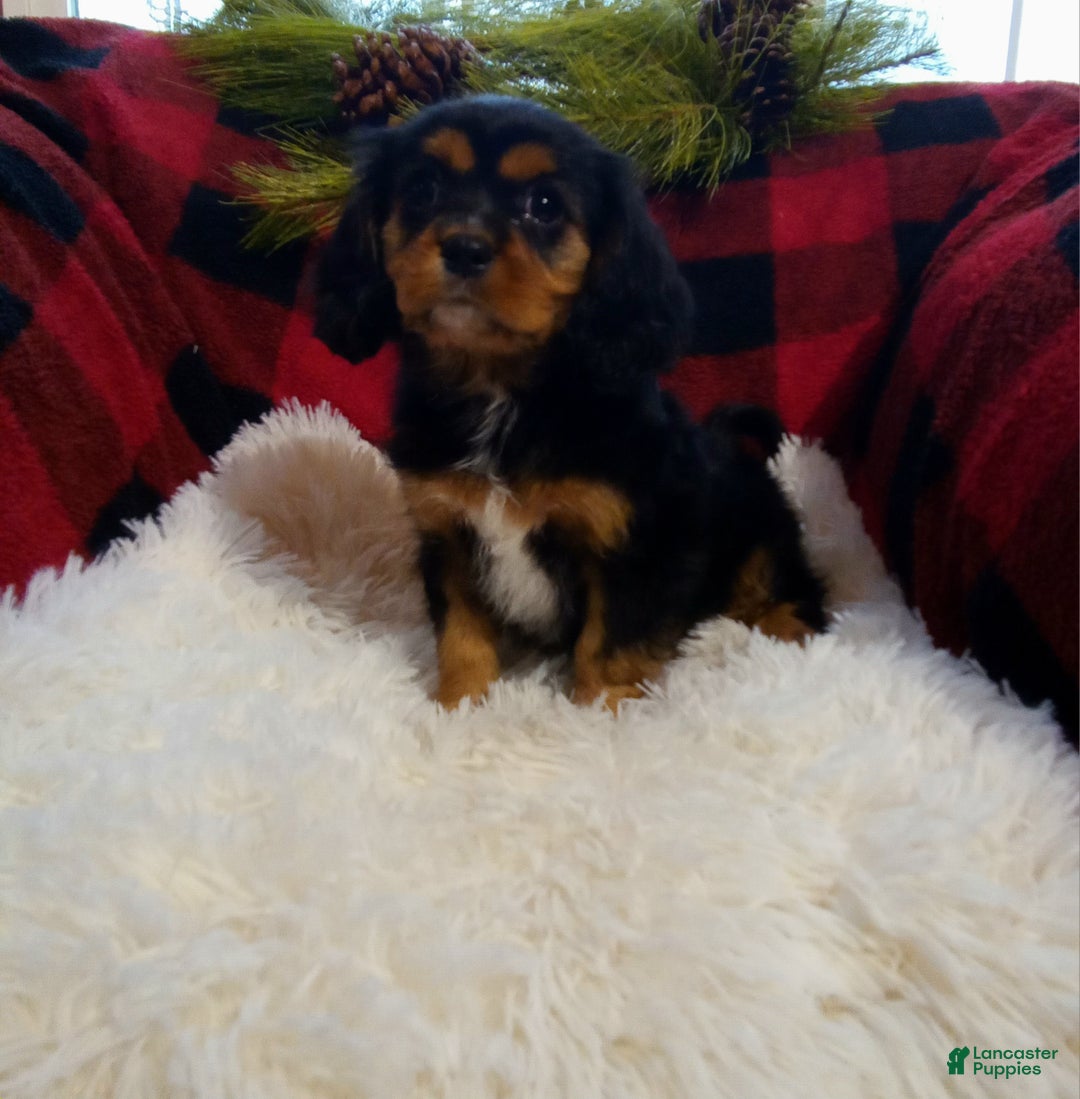 Cavalier King Charles Spaniel dogs for sale: Titan - Ad 7