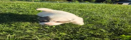 Great Pyrenees dogs for sale: Benjamin  - Ad 2