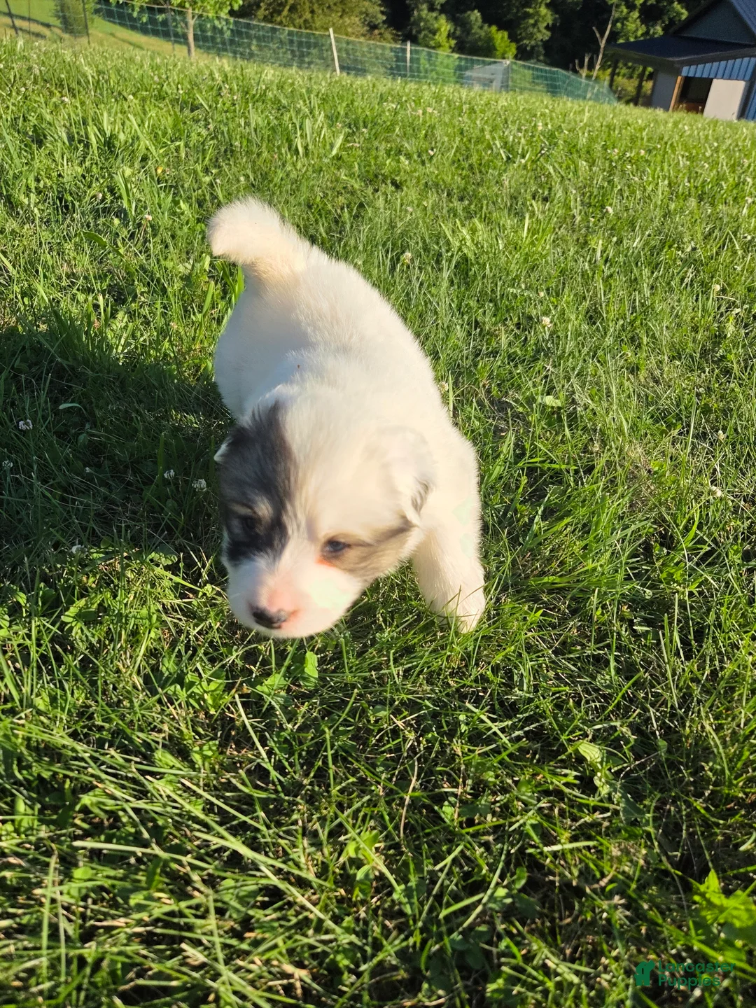 Great Pyrenees dogs for sale: Benjamin  - Ad 2
