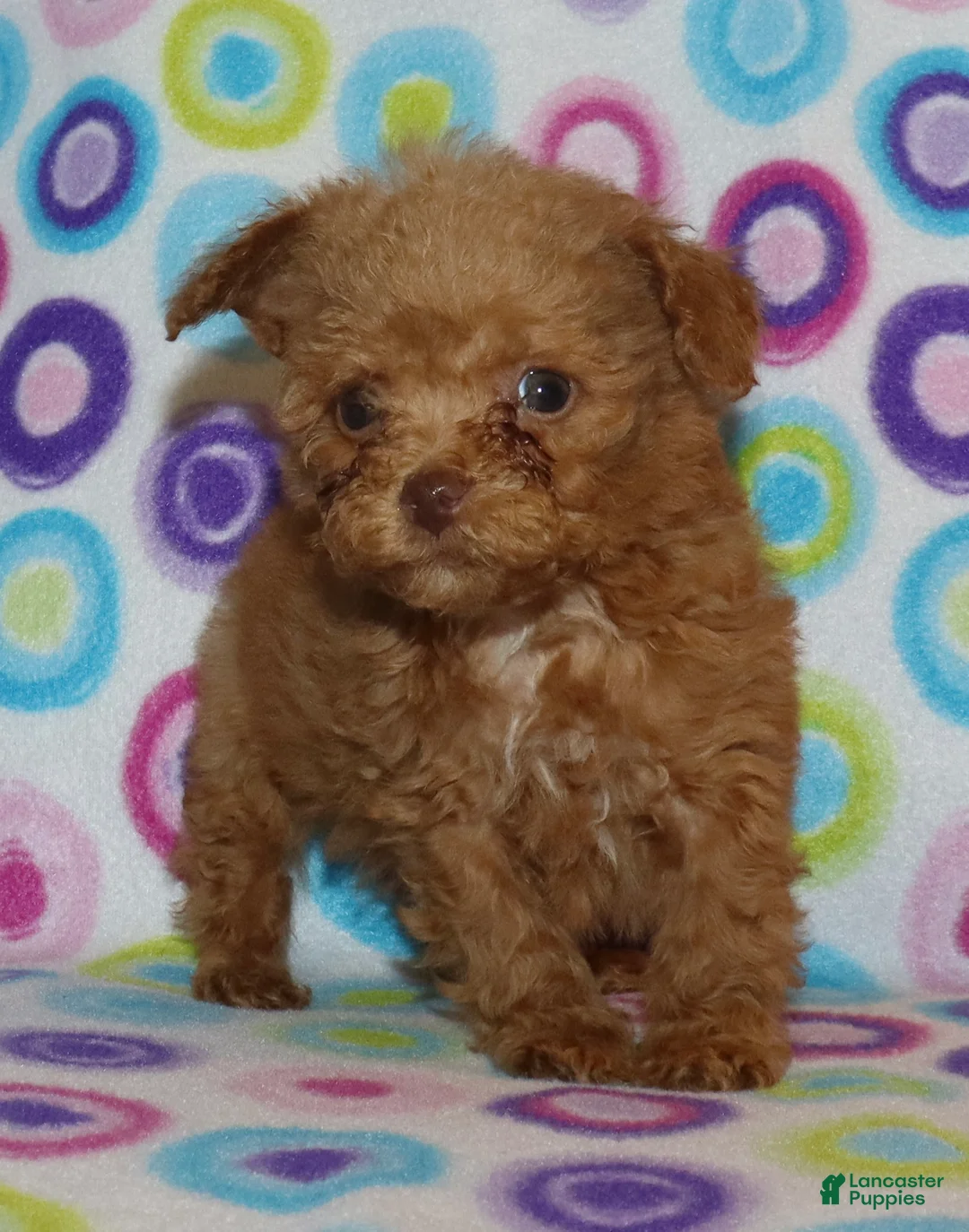 Toy Poodle dogs for sale: Double T apricot male - Ad 1