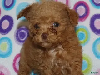 Toy Poodle dogs Double T apricot male - Ad 19