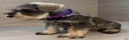 Miniature Schnauzer dogs for sale: Harmony - Ad 3