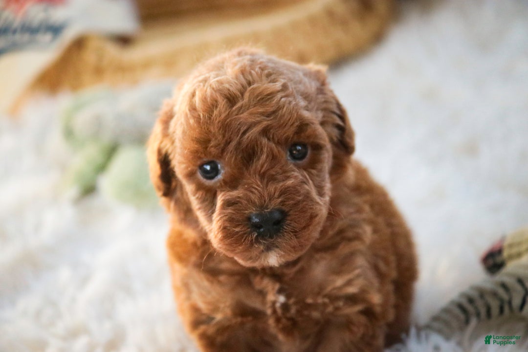 Miniature Poodle dogs for sale: Finnigan - Ad 9