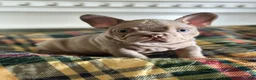 French Bulldog dogs for sale: French Bulldog 2 - Ad 3