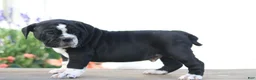 Beabull dogs for sale: Kookie - Ad 3
