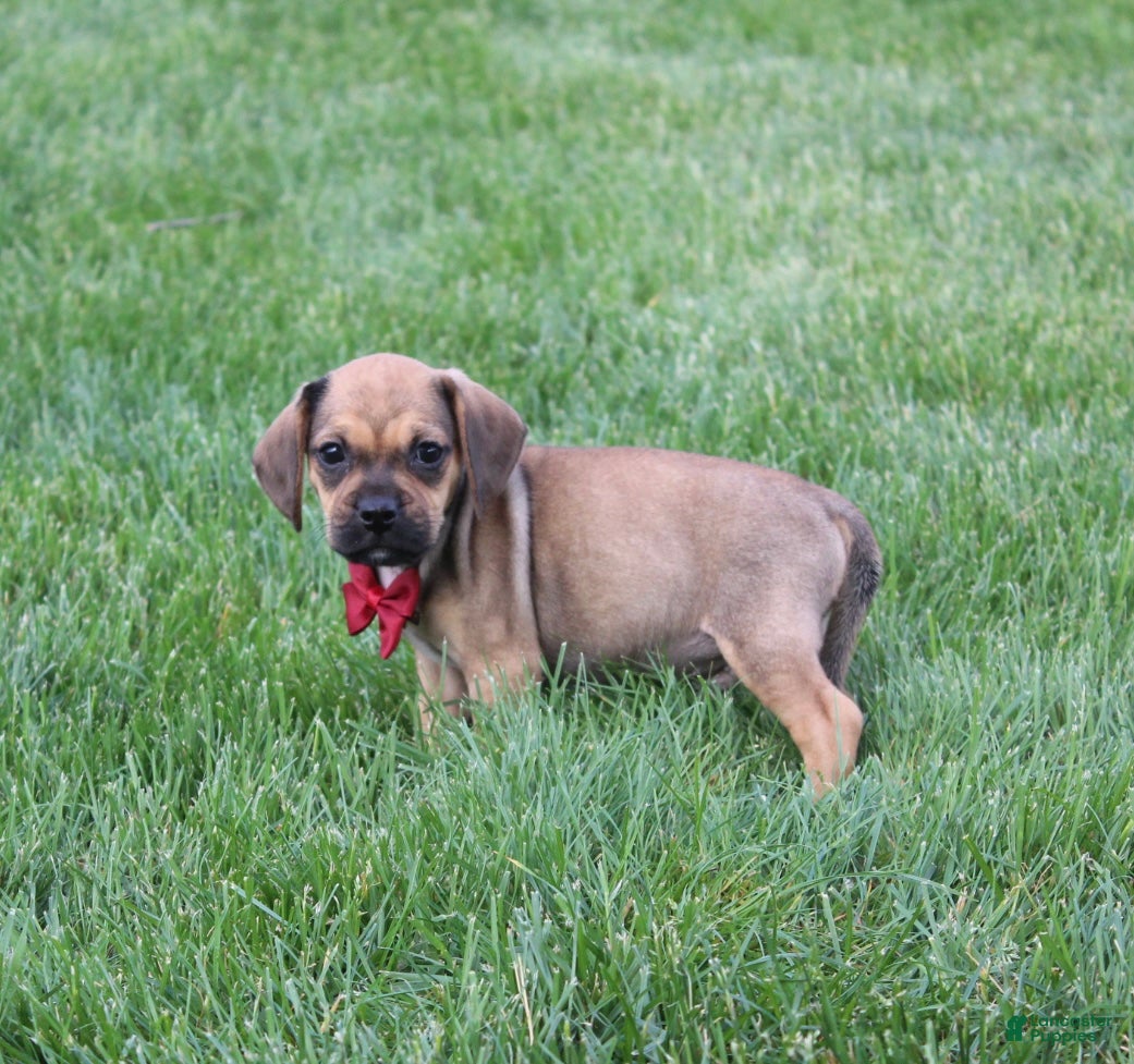 Puggle dogs Robbie - Ad 2