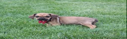 Puggle dogs for sale: Robbie - Ad 2