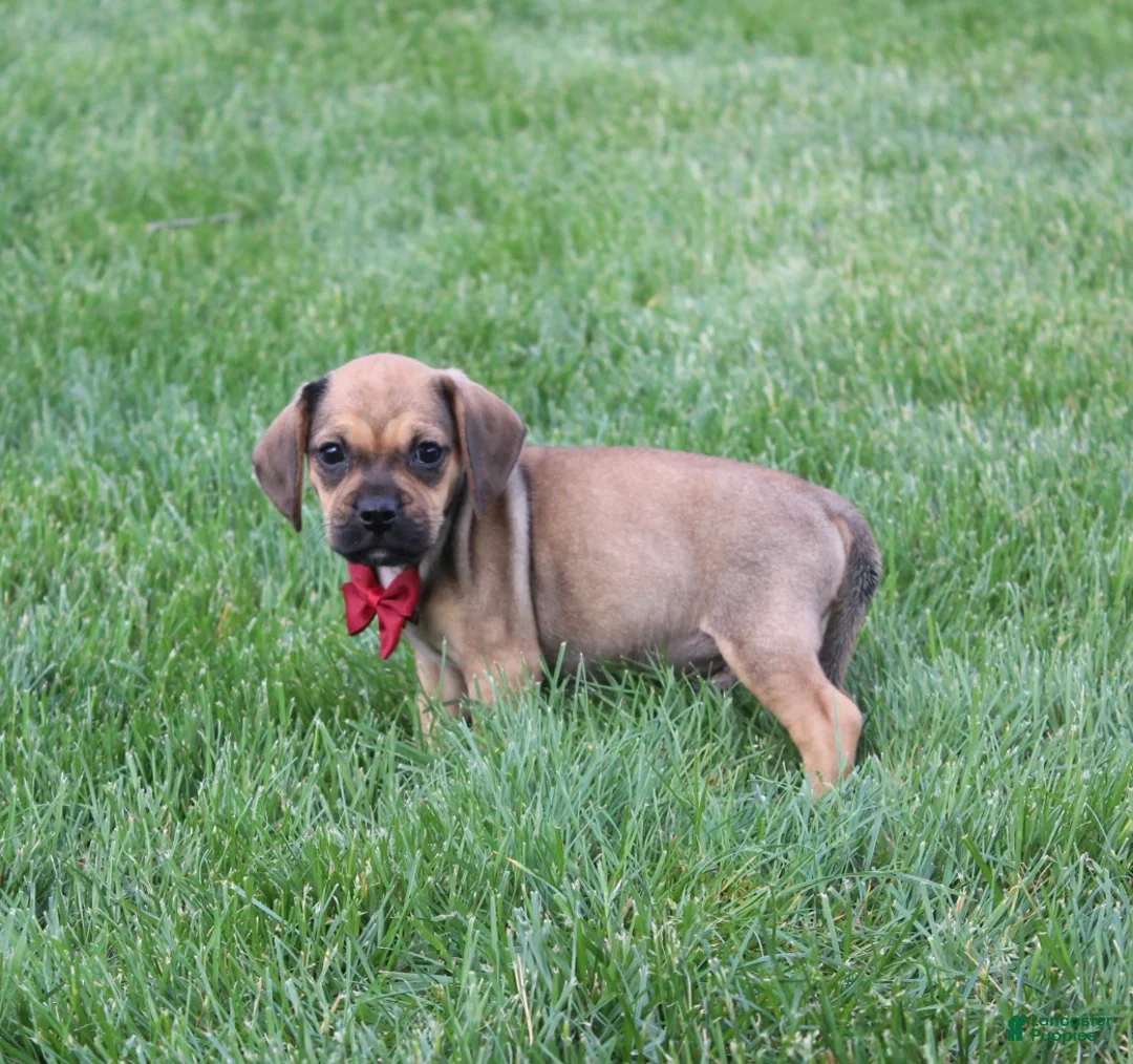 Puggle dogs for sale: Robbie - Ad 2