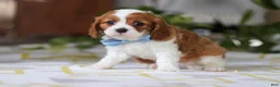 Cavalier King Charles Spaniel dogs for sale: Milo - Ad 8