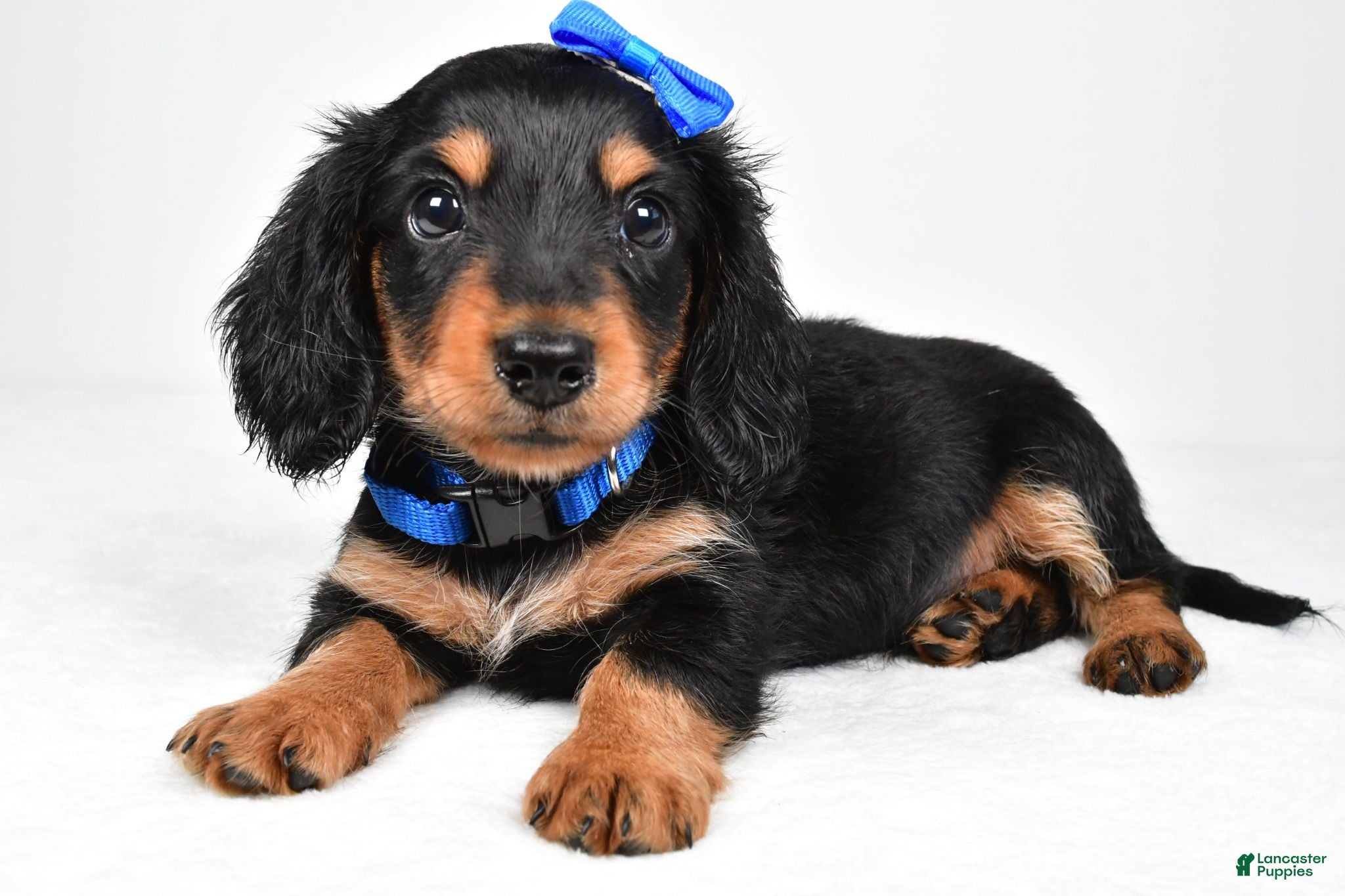 Miniature Dachshund dogs Mason - Ad 2