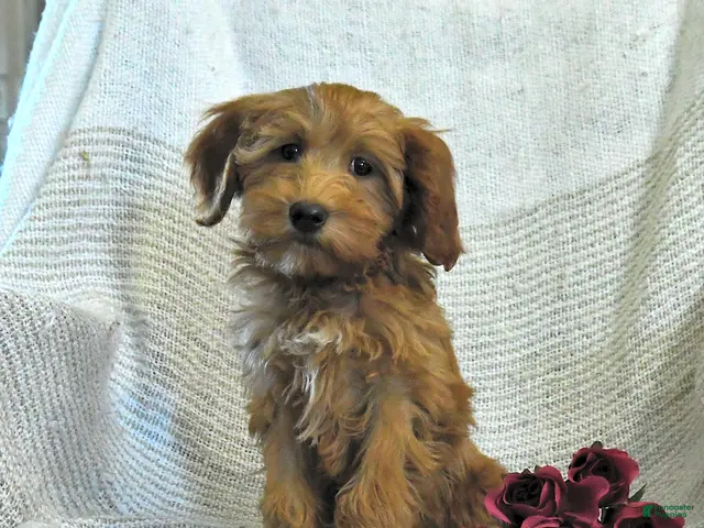 Mini Goldendoodle dogs for sale: Julie - Ad 1