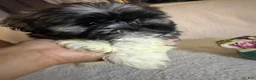 Shih Tzu dogs for sale: Coby  - Ad 4