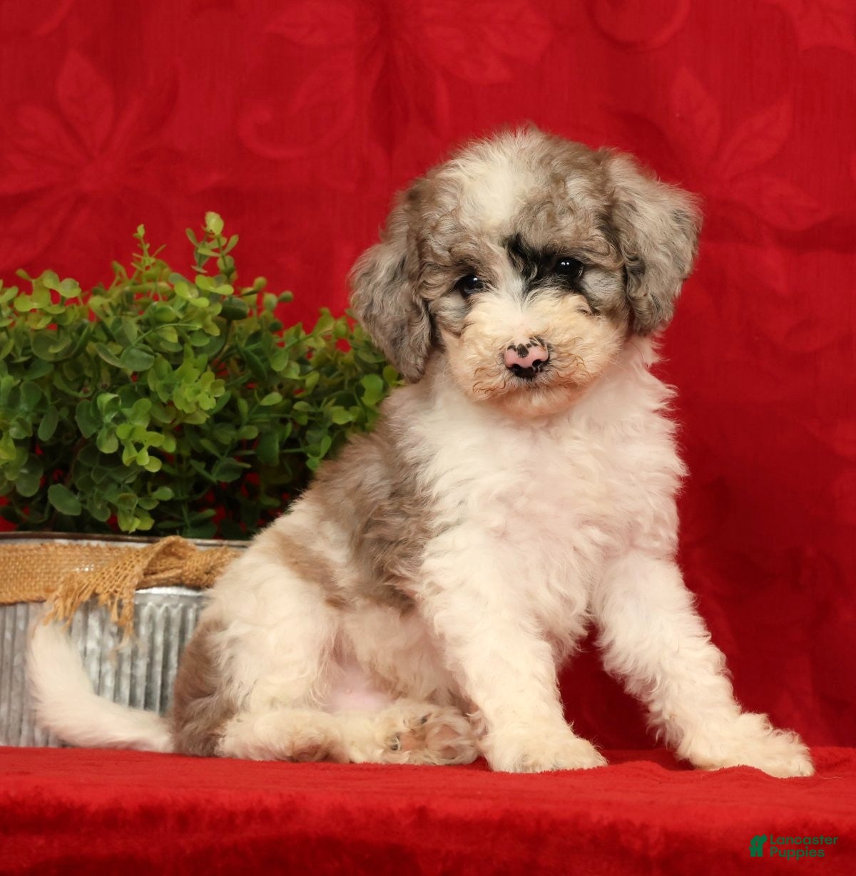 Mini Sheepadoodle dogs Charlie - Ad 1