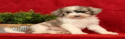 Mini Sheepadoodle dogs for sale: Charlie - Ad 1
