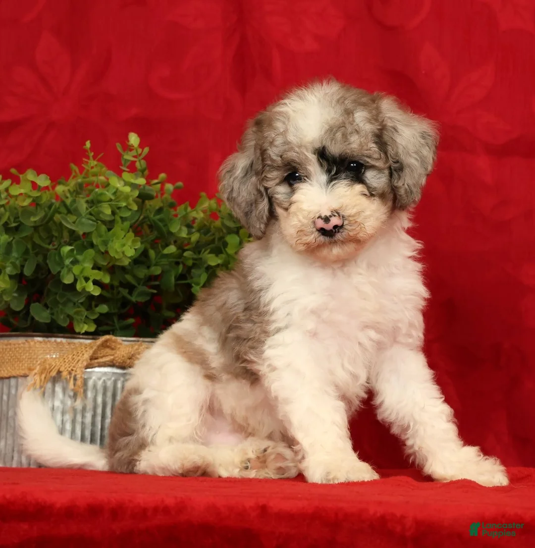 Mini Sheepadoodle dogs for sale: Charlie - Ad 1