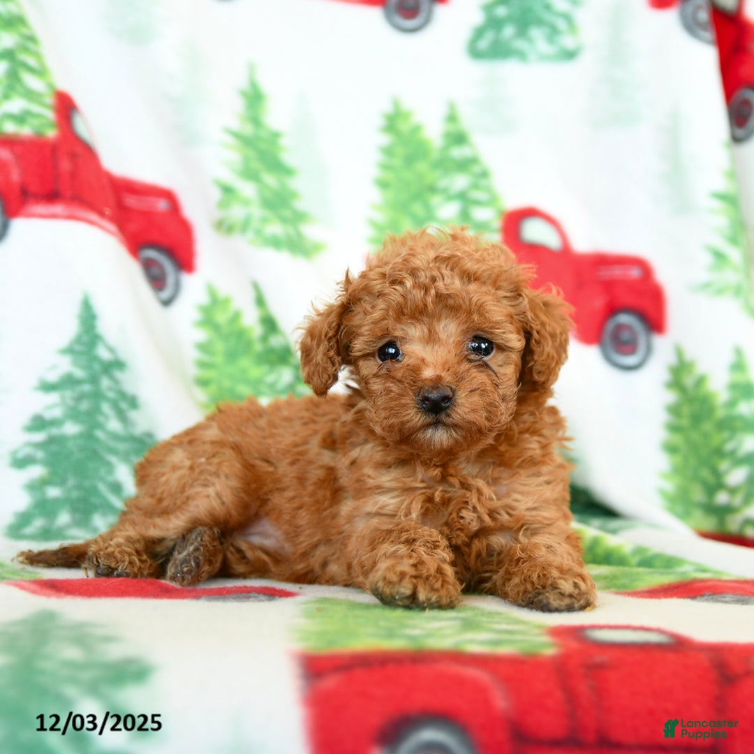 Toy Poodle dogs for sale: Vanilla - Ad 1