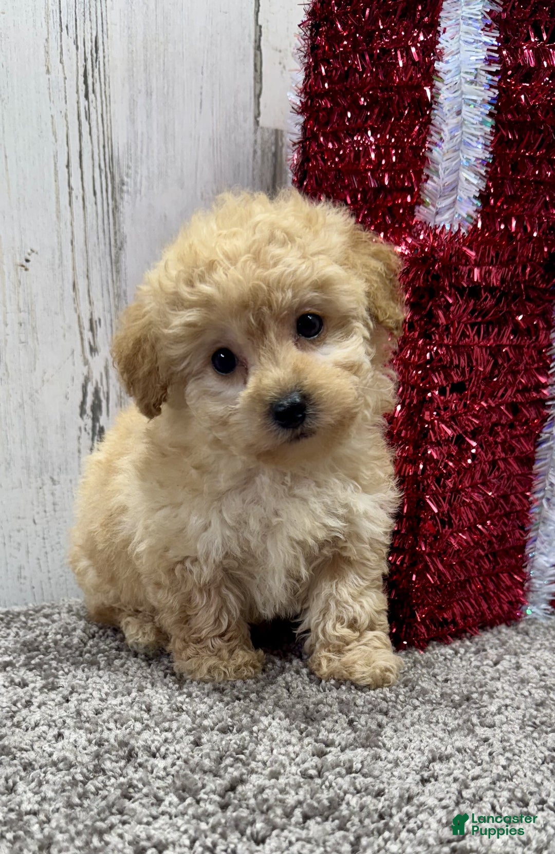 Miniature Poodle dogs for sale: Cookie - Ad 3