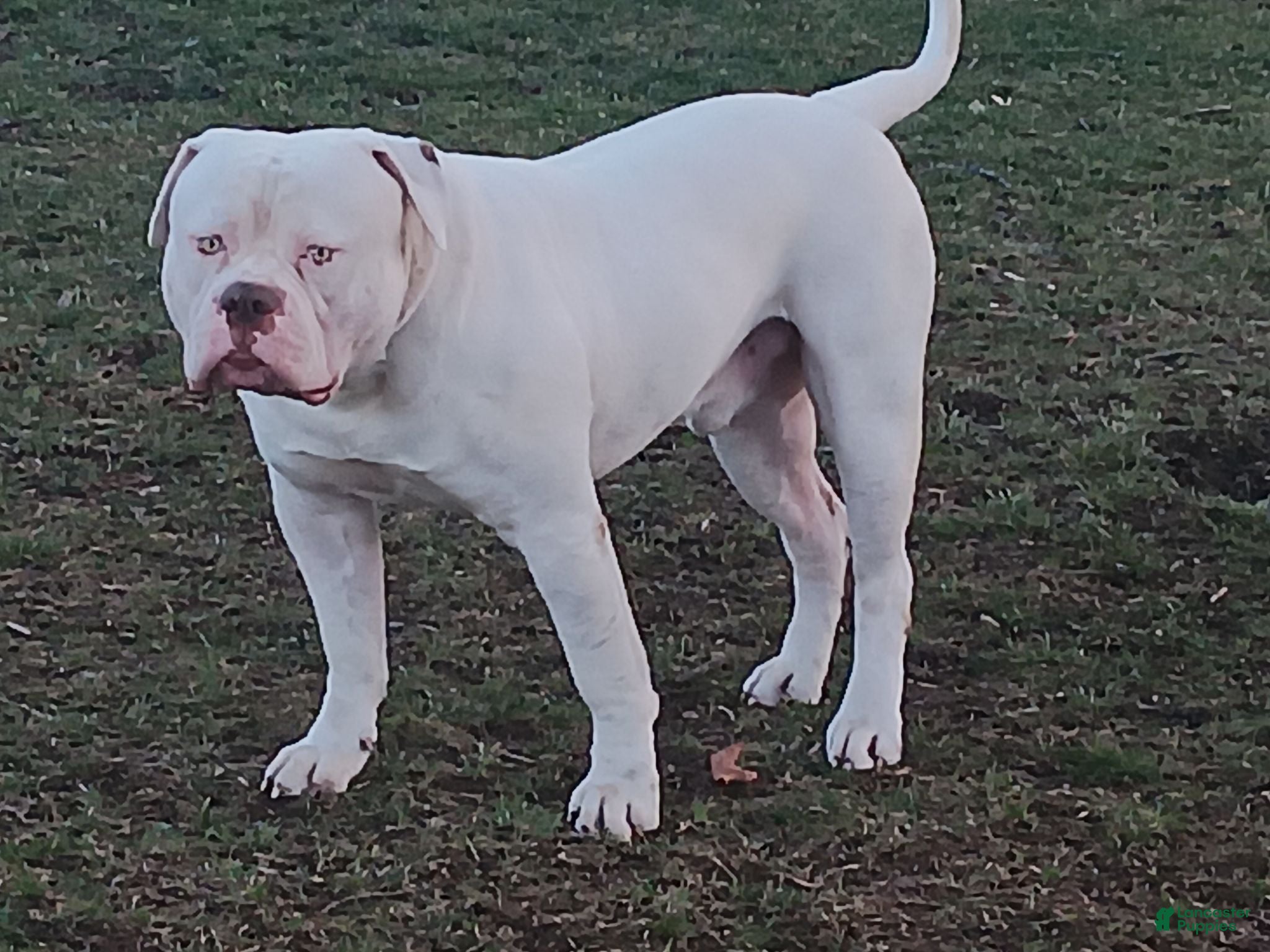 American Bulldog dogs American Bulldog Stud - Ad 1