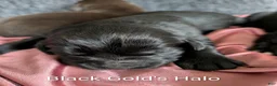Newfoundland dogs for sale: Halo - Ad 23